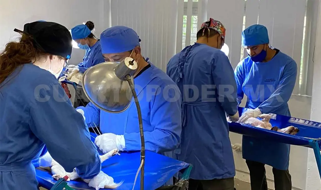 Inicia Megacampaña de Esterilización gratuita