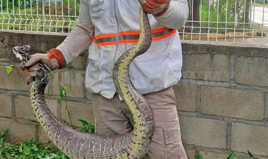 Localizan boa en prepa de Tonalá