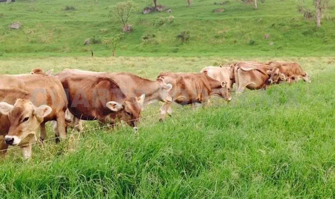 Producción de carne bovina sigue reportando aumento