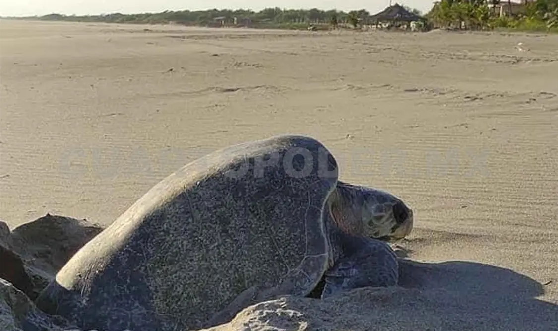 Inician recorrido nocturno para proteger a tortugas