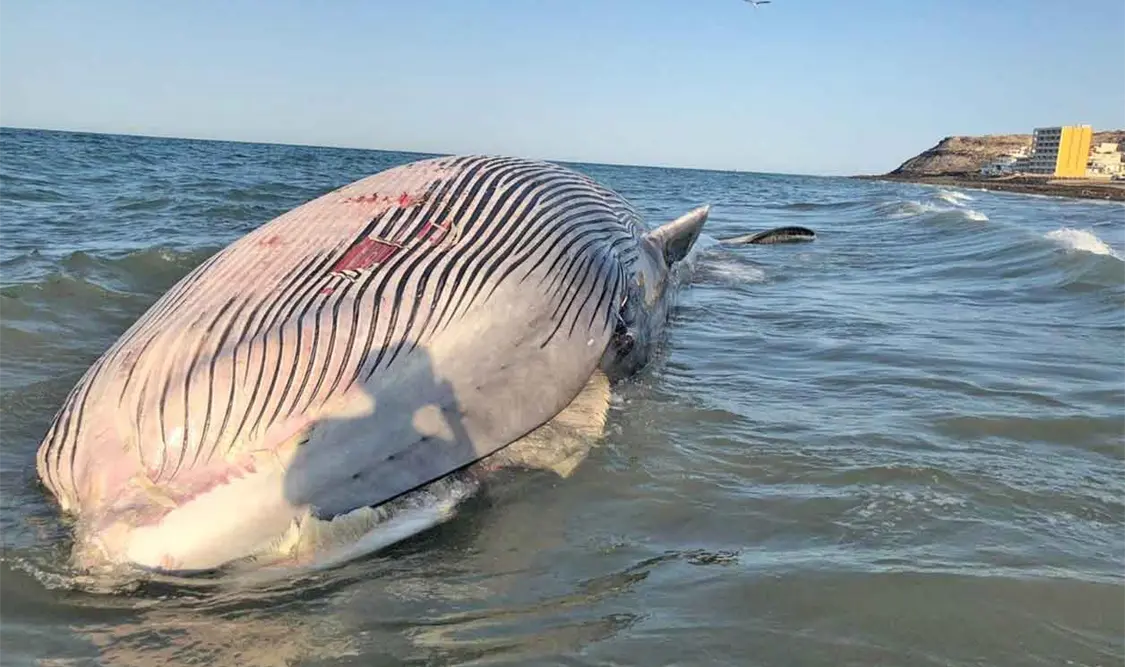 Ballena rescatada amaneció muerta en playa