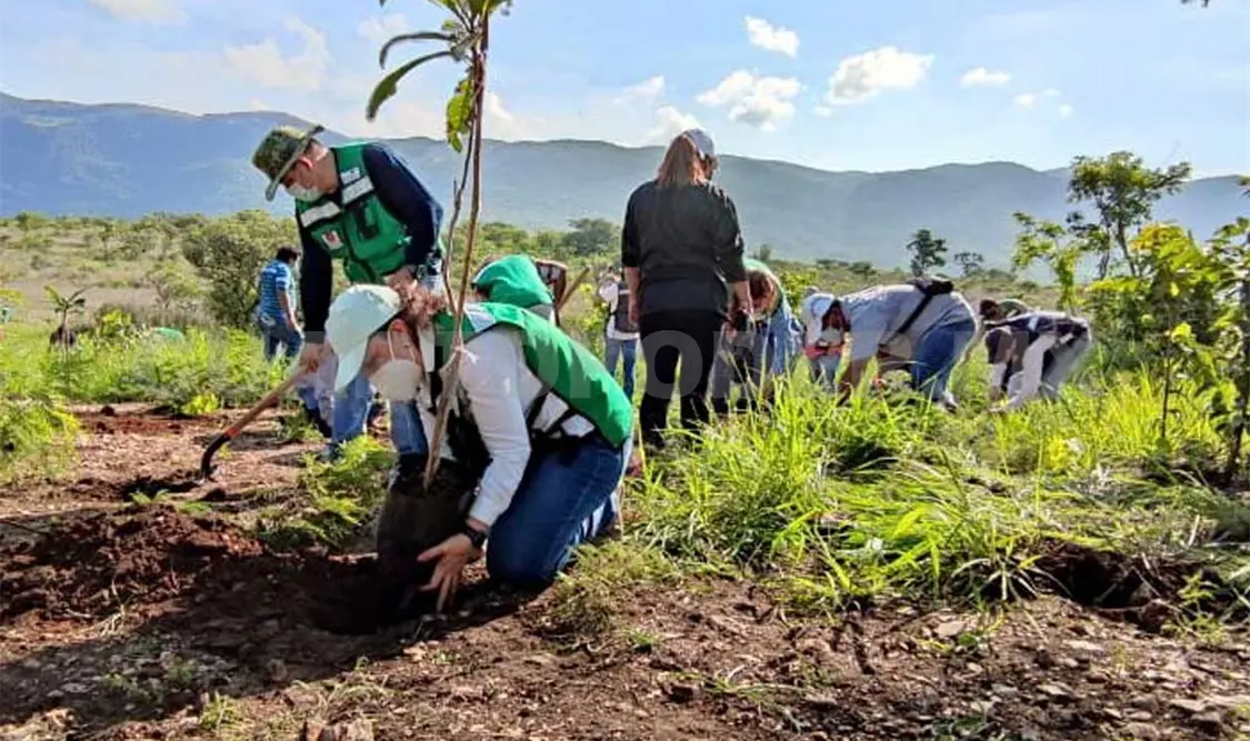 Plantan mil 250 árboles endémicos