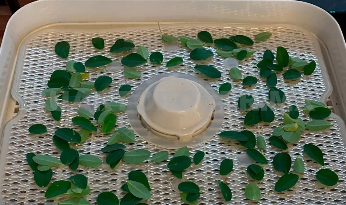 El proyecto utiliza la termografía pulsada que aplica un pulso de calor controlado. Cortesía