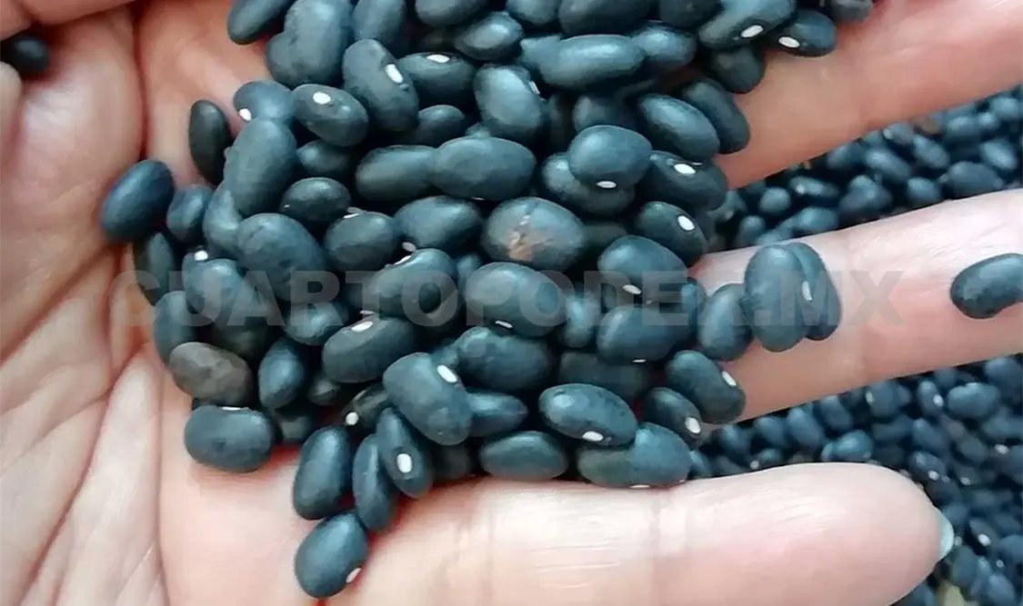 La limpieza de los granos es una parte fundamental para la poscosecha. Cortesía