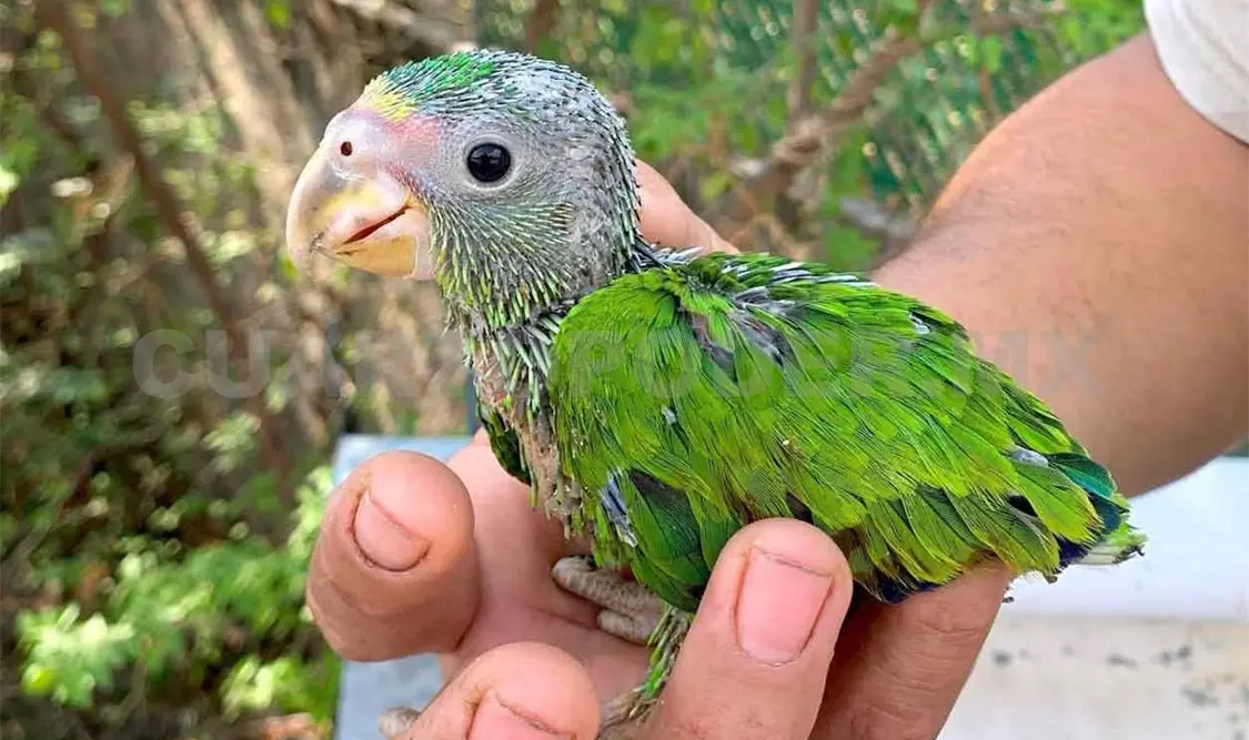 Persiste tráfico ilegal de vida silvestre