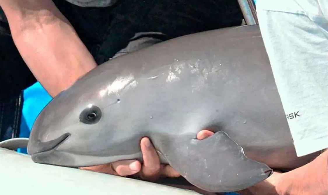 Las medidas establecidas garantizan la protección de las especies amenazadas del Alto Golfo de California. Cortesía