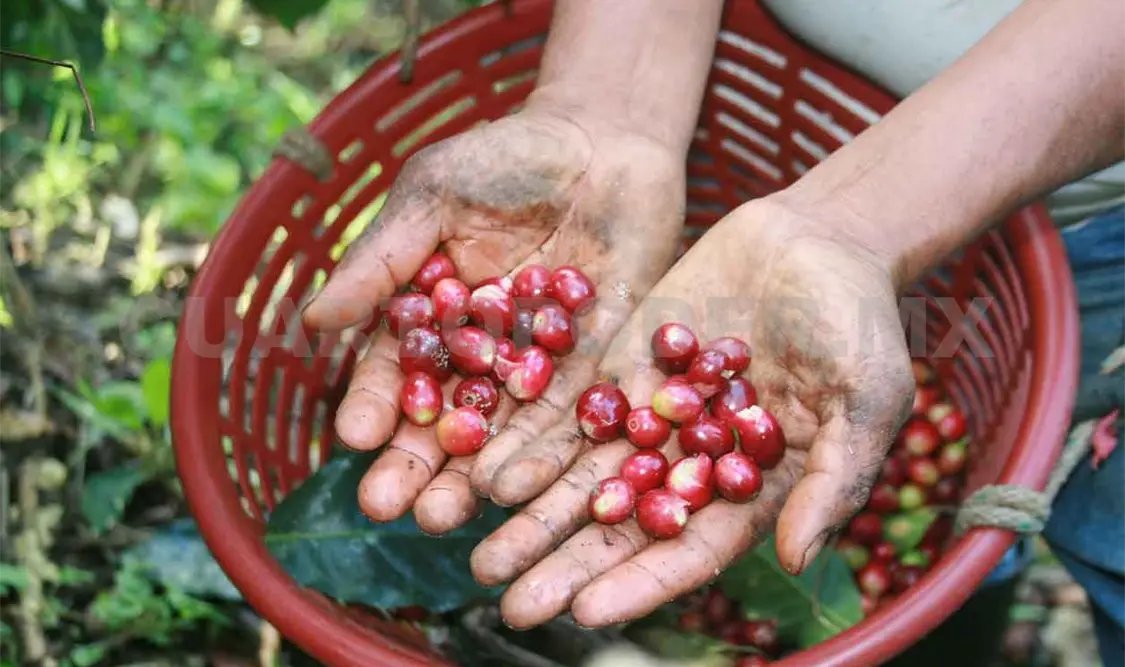 50 por ciento del café que ingresa es de mala calidad