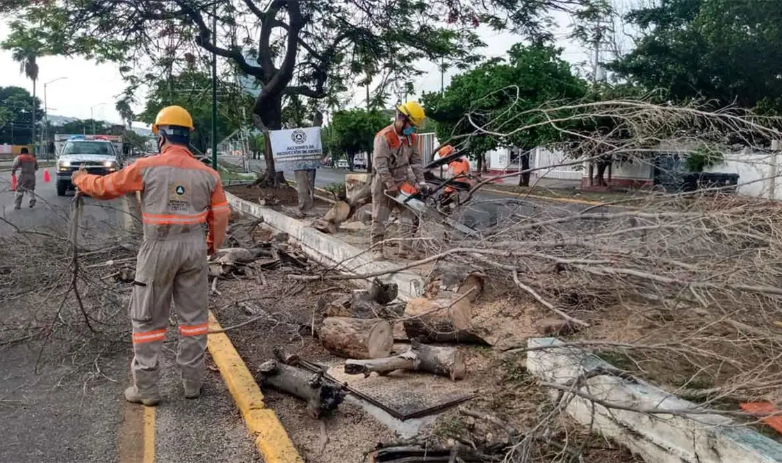 Se realizó el derribo de 231 árboles de forma responsable