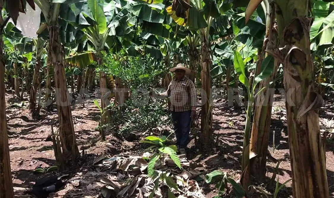 Denuncian corrupción en Sembrando Vida