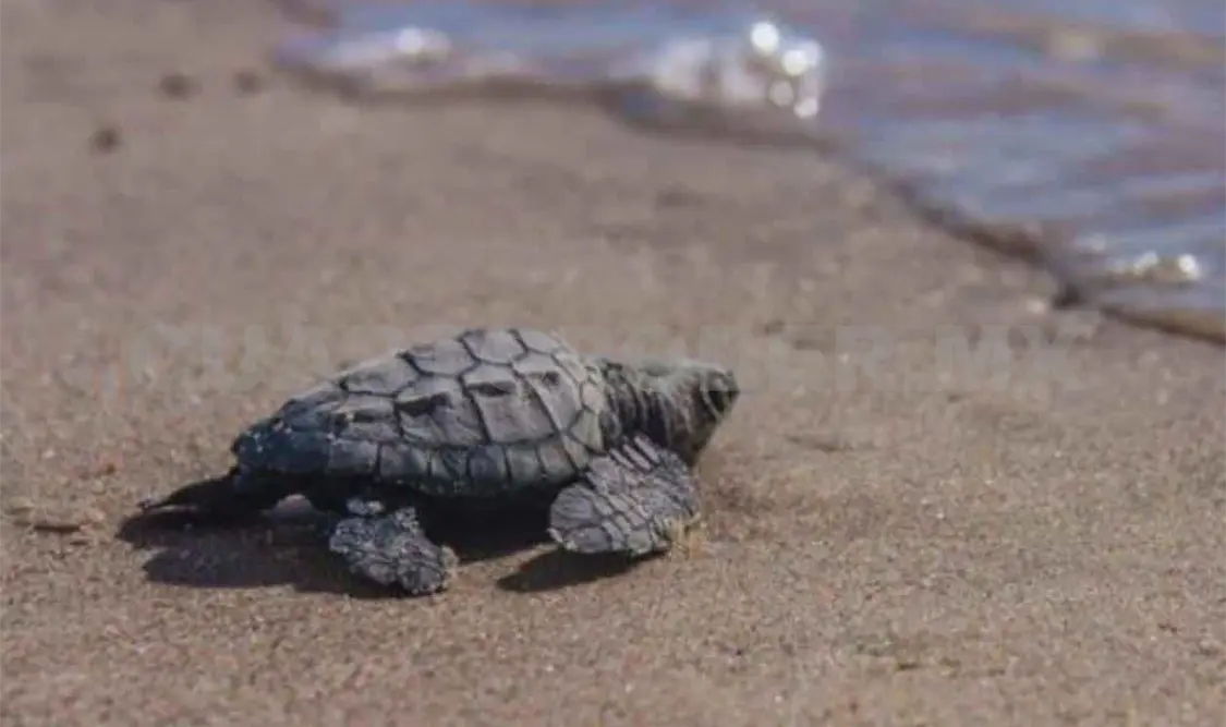 Inicia anidación de las tortugas golfinas