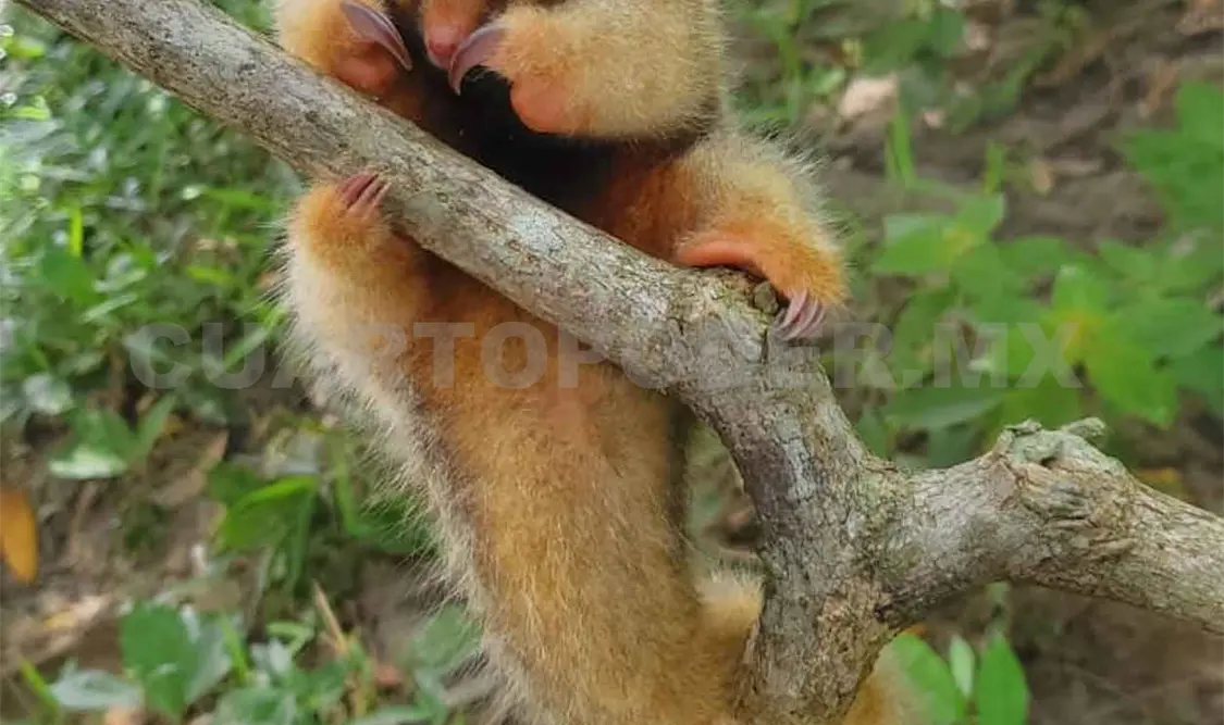 Rescatan a oso hormiguero, especie en extinción