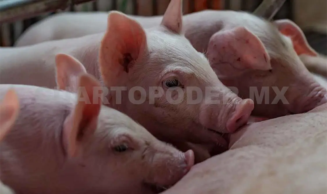 Alertan de primer caso de peste porcina africana