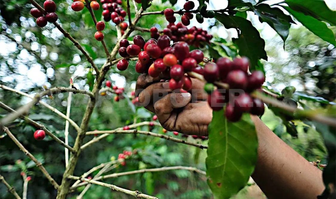 Mejores costos para el café este año