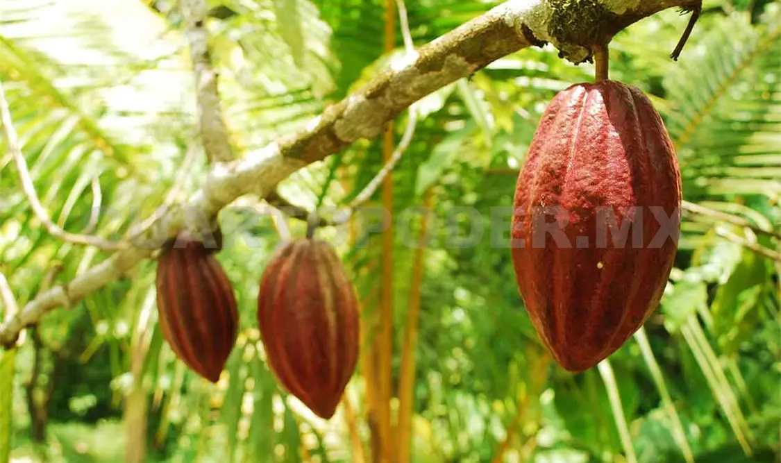 Inyectan recursos para más de 10 mil hectáreas de cacao