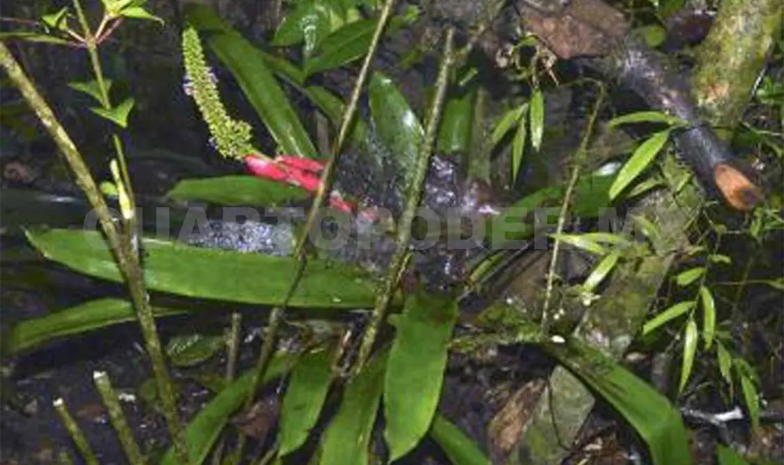 Descubren nueva especie de planta para la ciencia