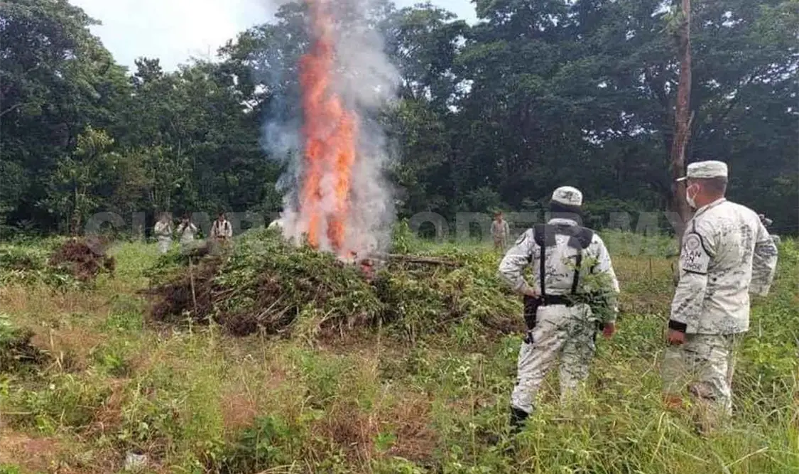 Catean y aseguran droga en rancho en La Concordia