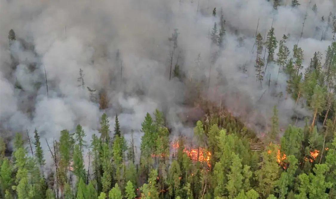 Casi 20 % de los casos de coronavirus eran atribuibles a niveles elevados de humo de incendios forestales. Cortesía