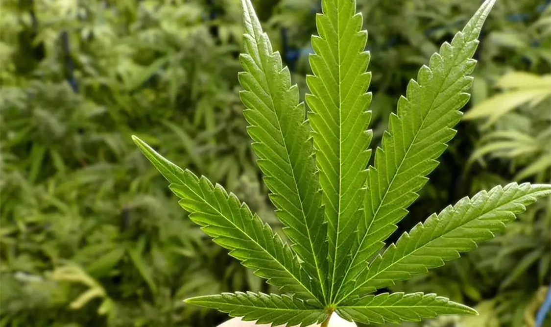 El 28 de junio la SCJN aprobó la declaratoria de inconstitucionalidad sobre la prohibición del uso lúdico de la cannabis. Cortesía