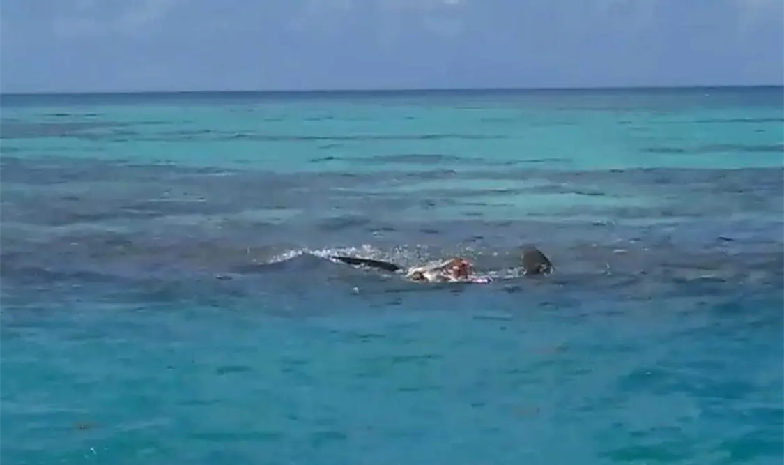 Tiburones devoran e impiden rescate de cadáver