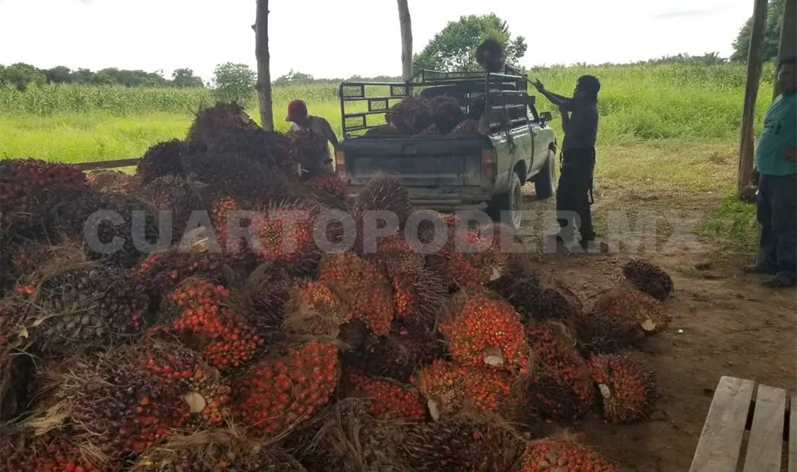 Productores de palma de aceite consolidan mercado