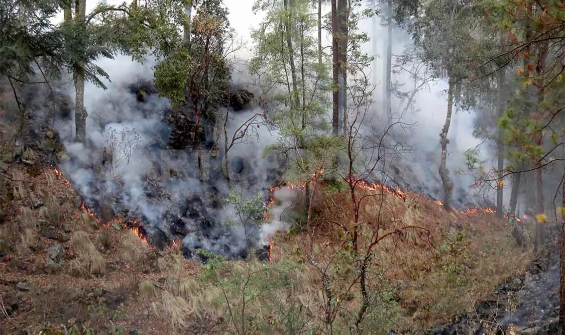 Ya no queda qué cazar en los bosques de Chiapas