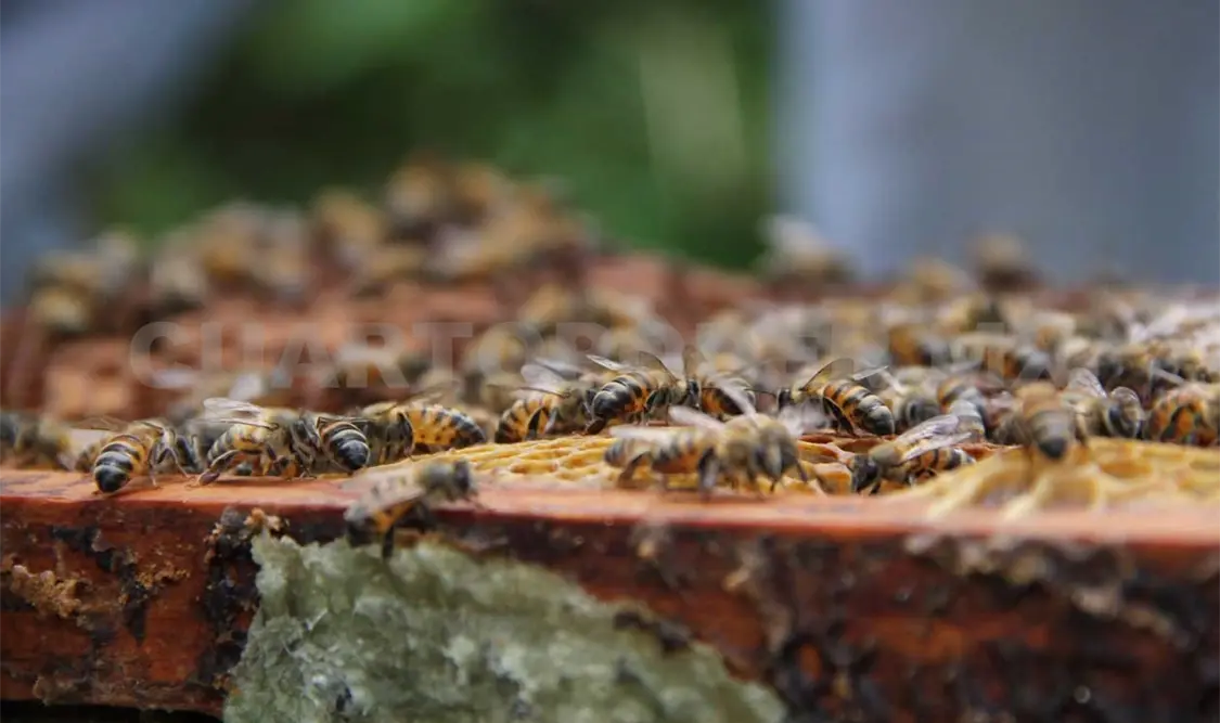 Abejas en riesgo por uso de plaguicidas
