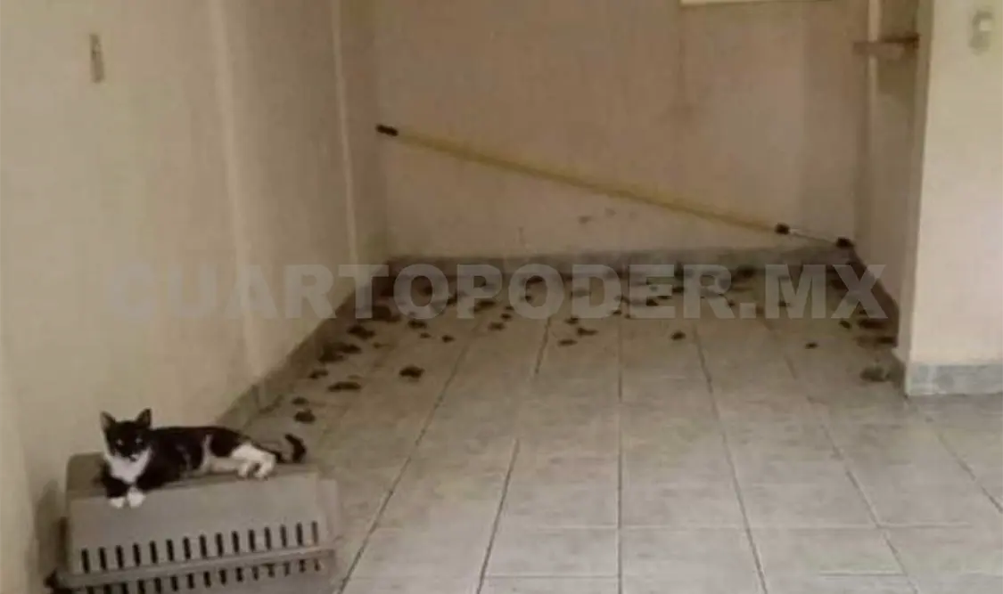 Denuncian insalubridad por acumulación de gatos