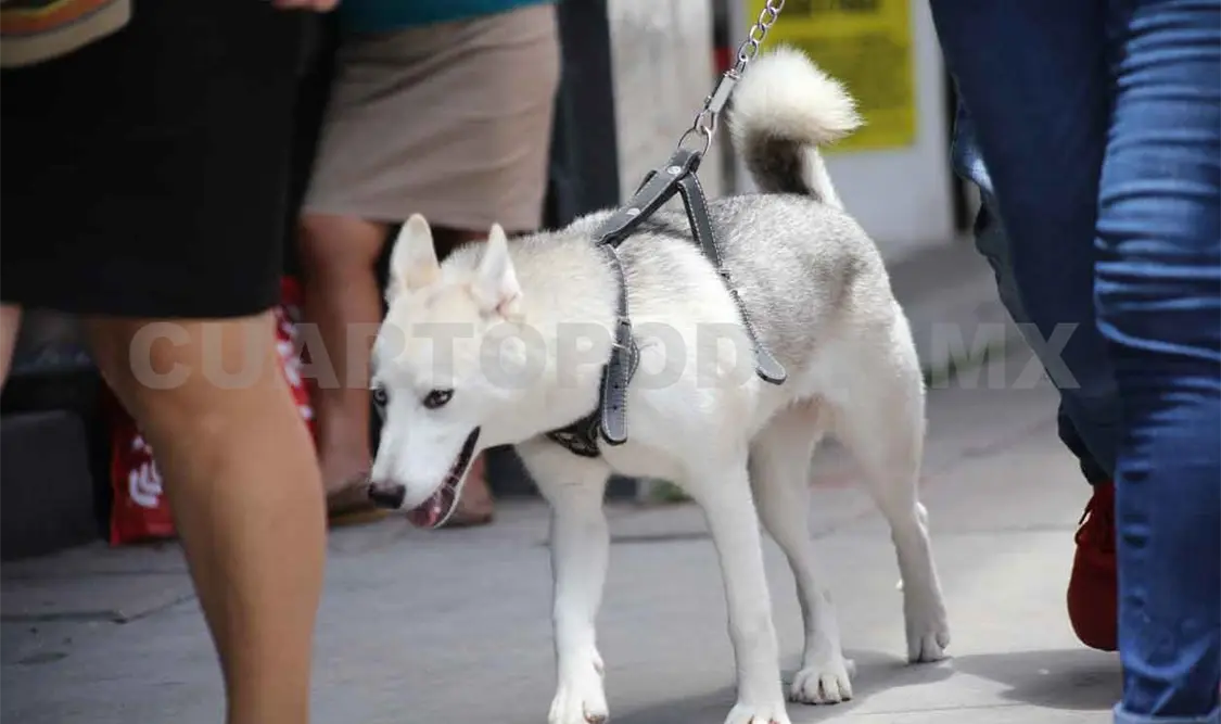 Permanecen campañas de vacunación contra la rabia en mascotas