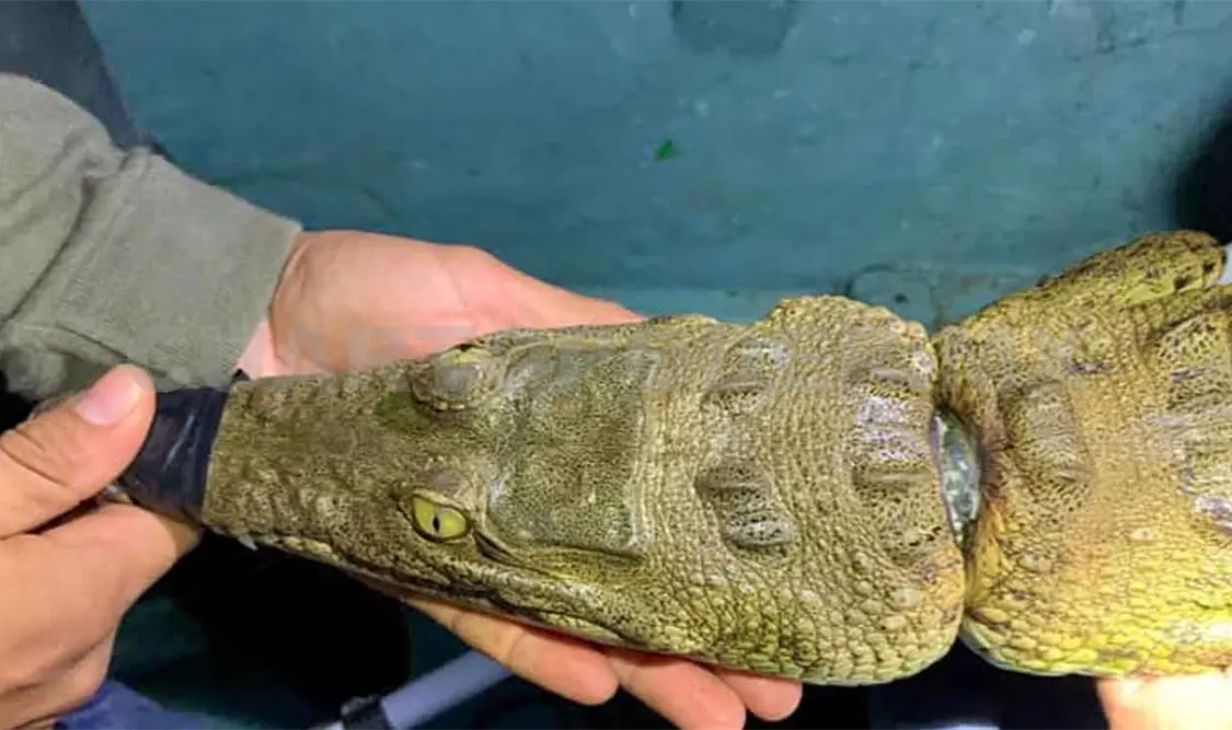 Rescatan cocodrilo con plástico en el cuello