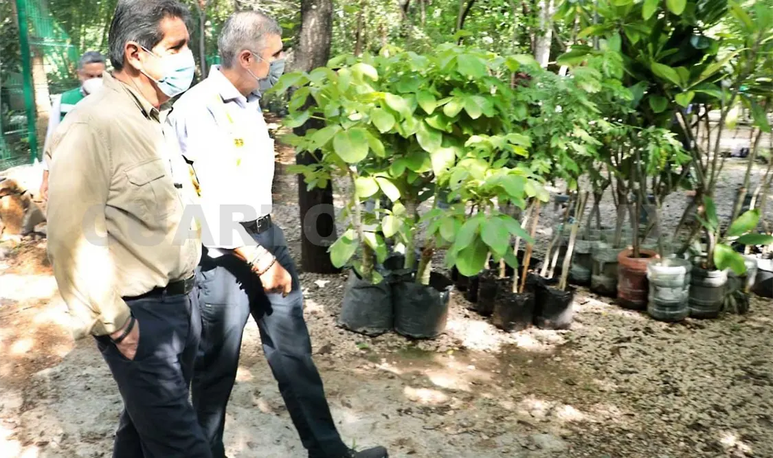 Reforestarán zonas de los libramientos Sur y Norte
