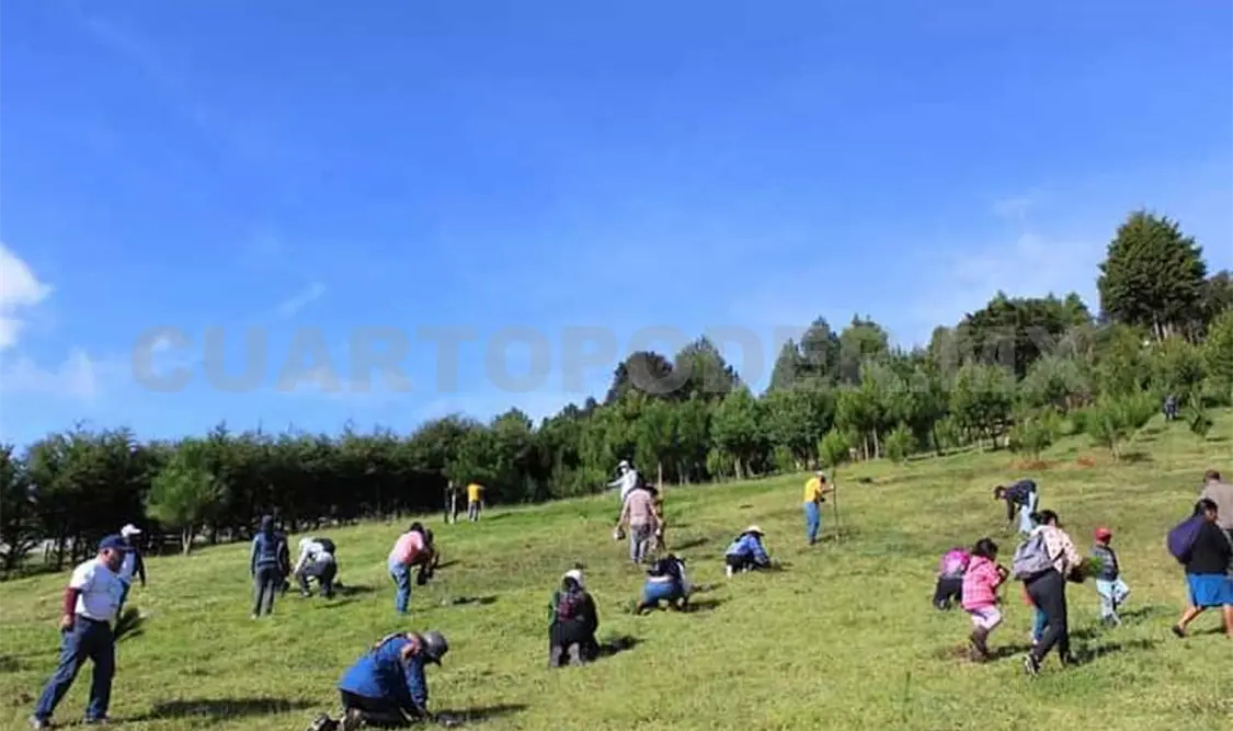 La campaña de reforestación inició en la comunidad Crucero Chamula, una de las partes más altas de la cuenca. Manuel Martínez / CP