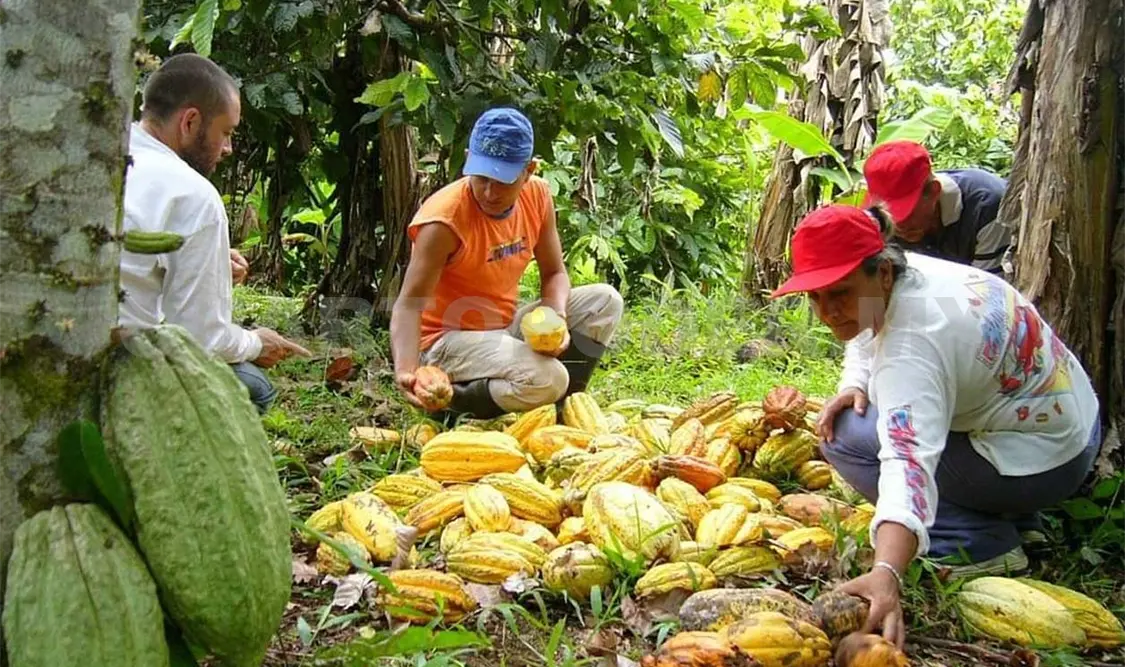Cacao mexicano, semilla de gran valor económico