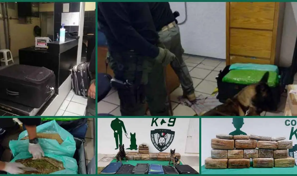 Agentes caninos detectan 130 kilos de marihuana