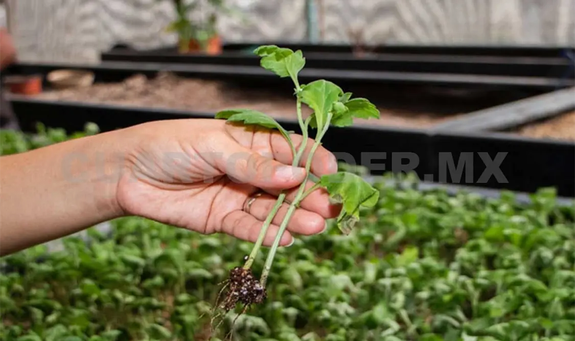 El Laboratorio de Cultivo de Tejidos cuenta con todo lo necesario y ha tenido resultados positivos. Cortesía