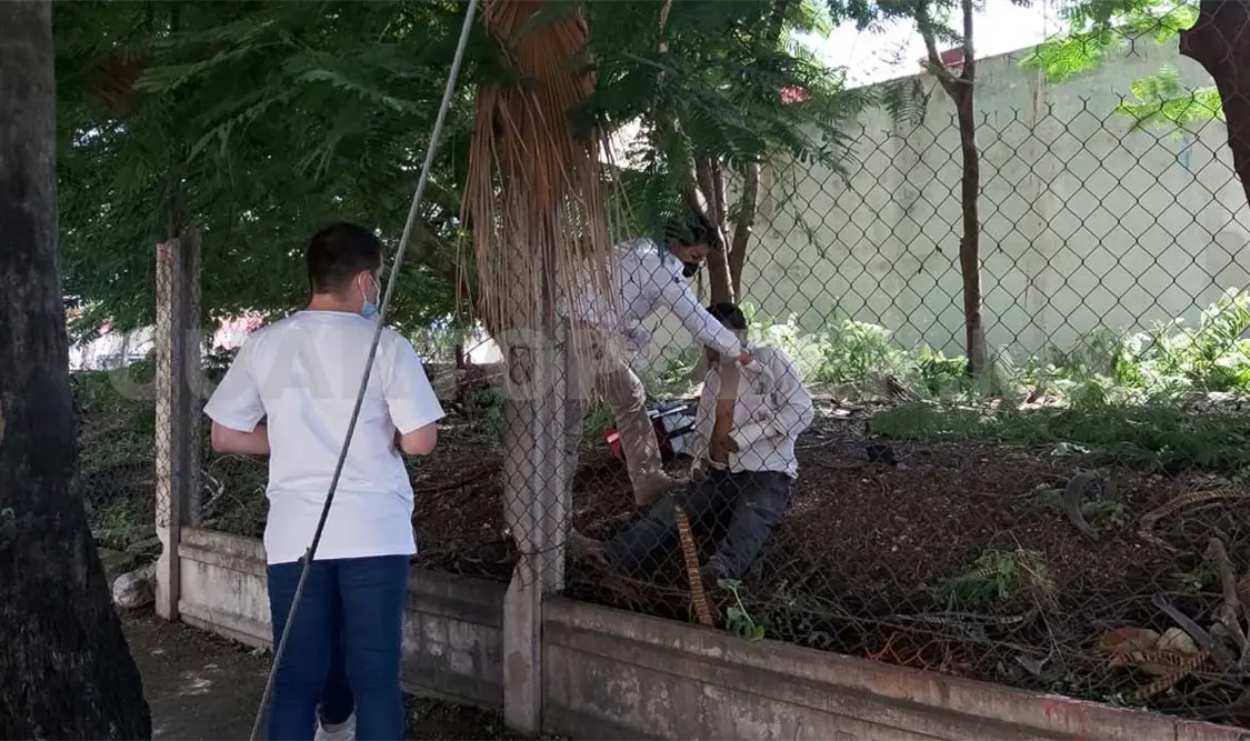 Jardinero cae de árbol y se lesiona