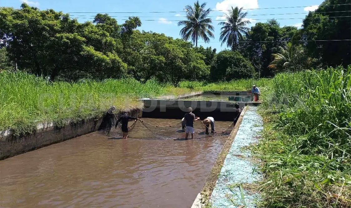 Hacen investigación sobre crías de mojarras tilapias