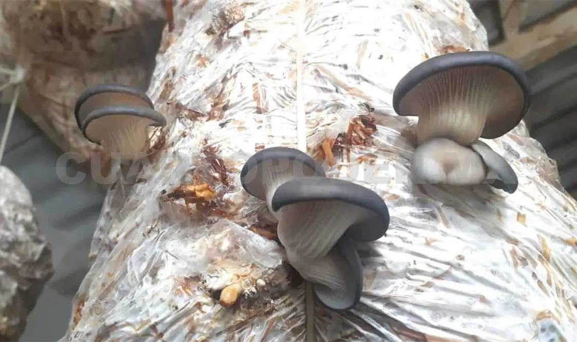 Desarrollan cultivo de hongos setas