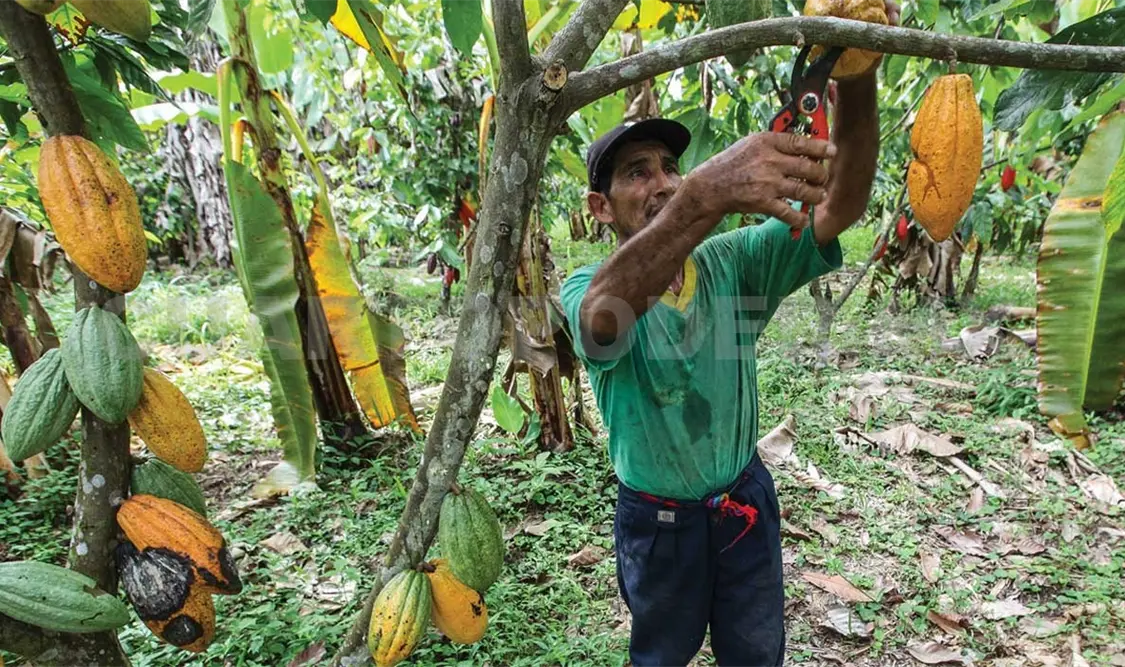 El Inifap trabaja en varias hectáreas el mejoramiento genético del cacao en la entidad. Cortesía