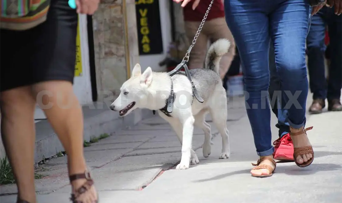 Piden reformas contra maltrato animal