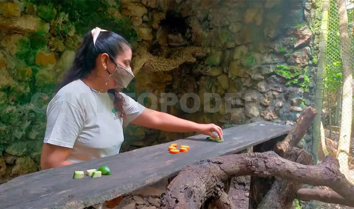 Realizan trabajo de enriquecimiento ambiental en ZooMAT