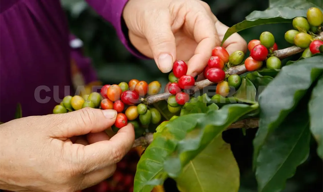 Chiapas destaca a nivel nacional en producción de café, por ello fomentan su producción. Cortesía