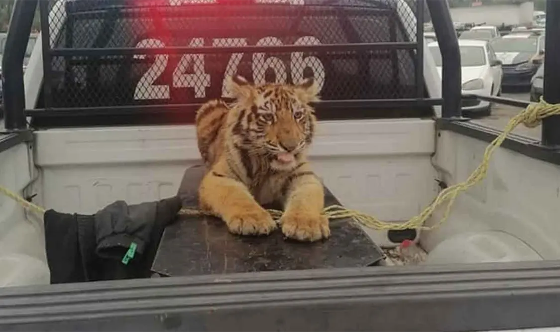 Capturan tigre de Bengala que deambulaba en calles