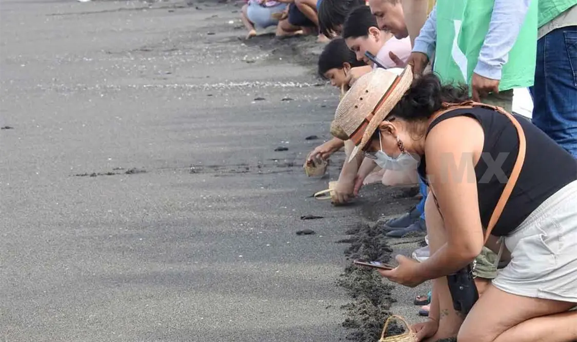 Mantienen acciones para la conservación de la tortuga