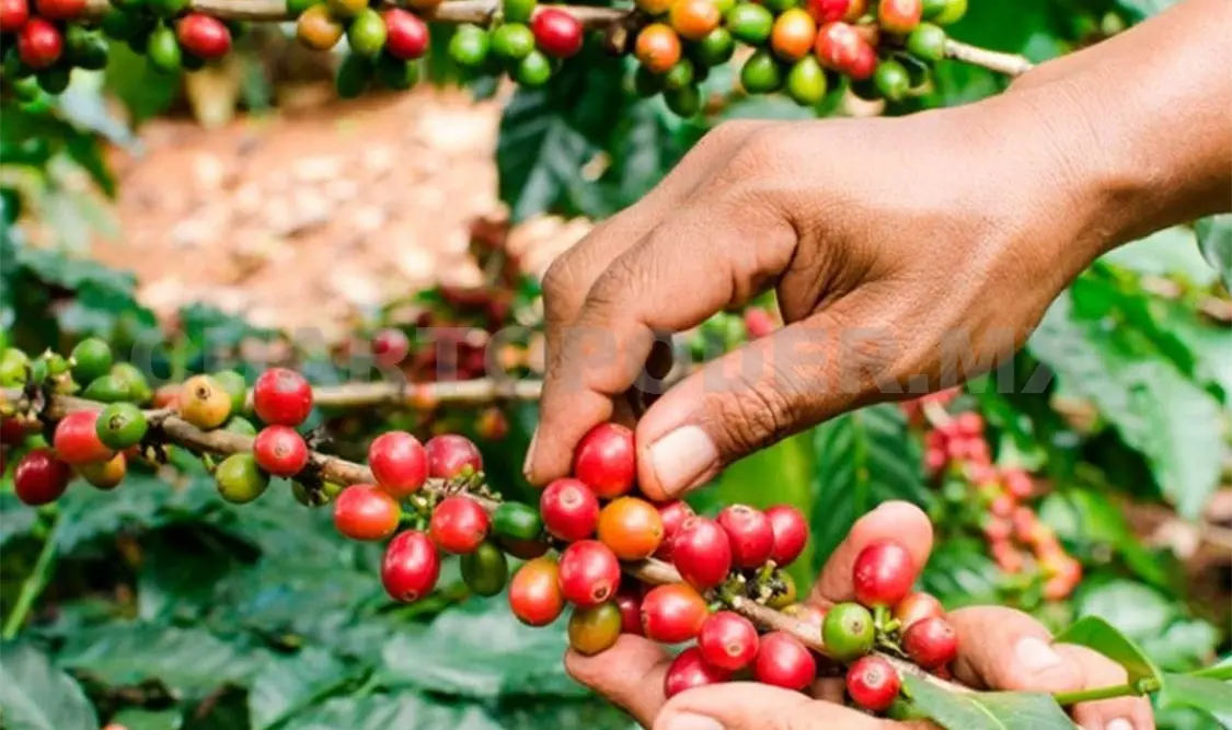 El programa federal apoya el cultivo del café como uno de los más importantes en el país. Cortesía