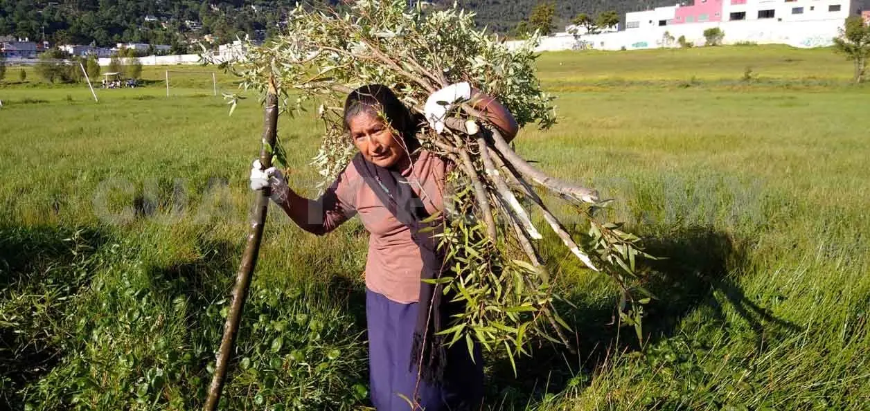 Limpian y reforestan a ciénaga