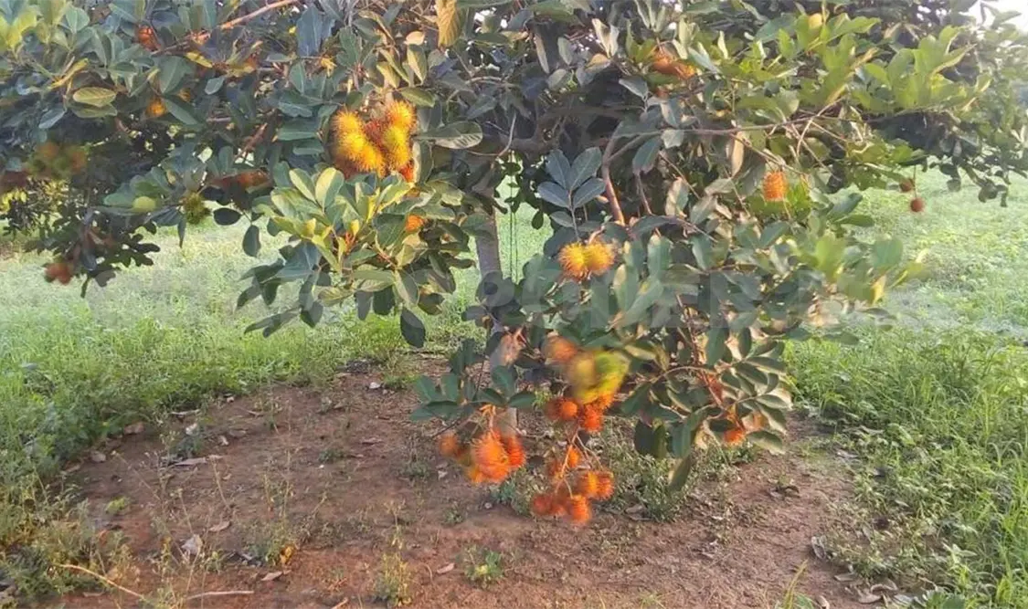 Cosecha por rambután deja 600 mdp