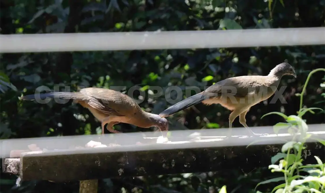 Concientizan sobre aves migratorias en la capital