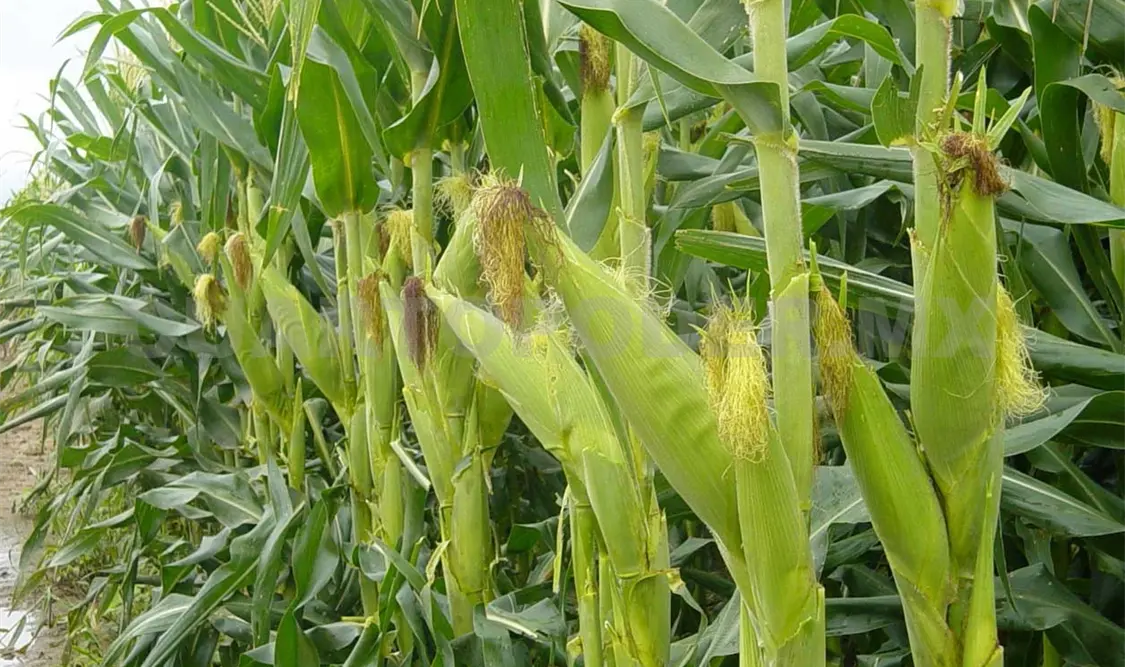 Los investigadores realizan evaluaciones para darlas a conocer a los productores de maíz. Cortesía