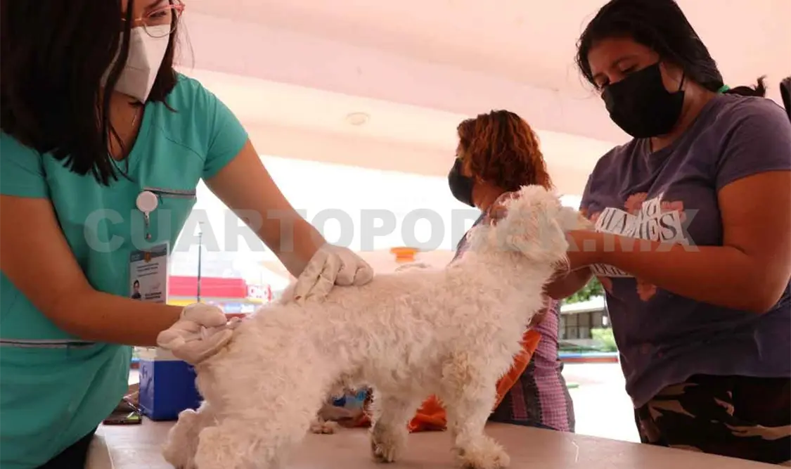 Arranca campaña antirrábica en Tuxtla