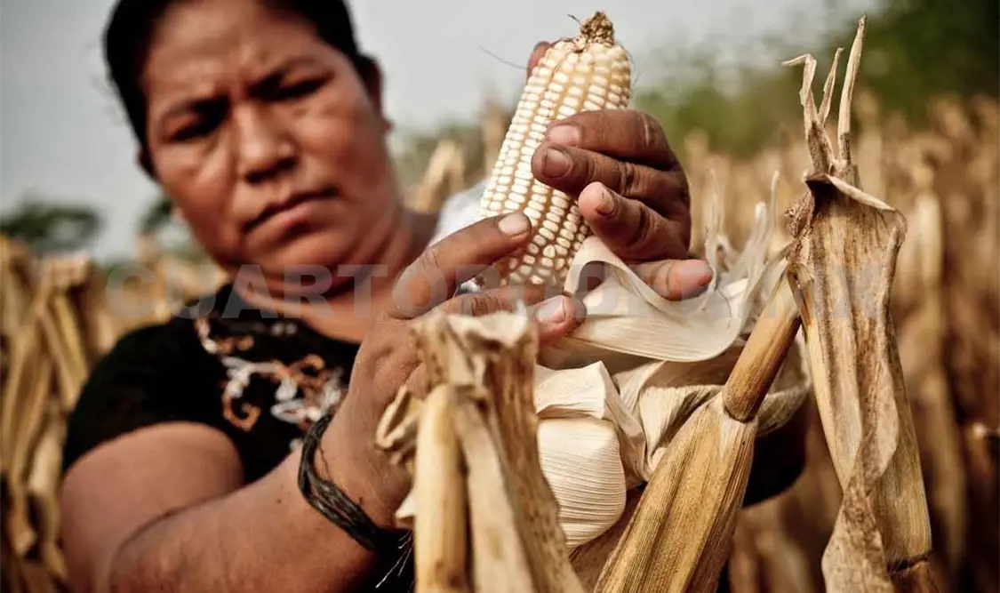 Necesario promover una agricultura más incluyente
